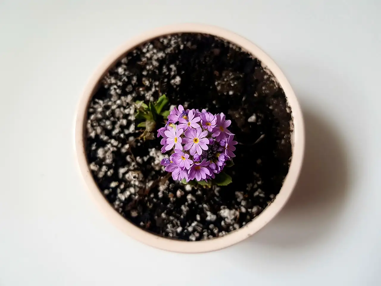 Illustration pour profil sexy cam chaturbate brillante chuchote à ses viewers