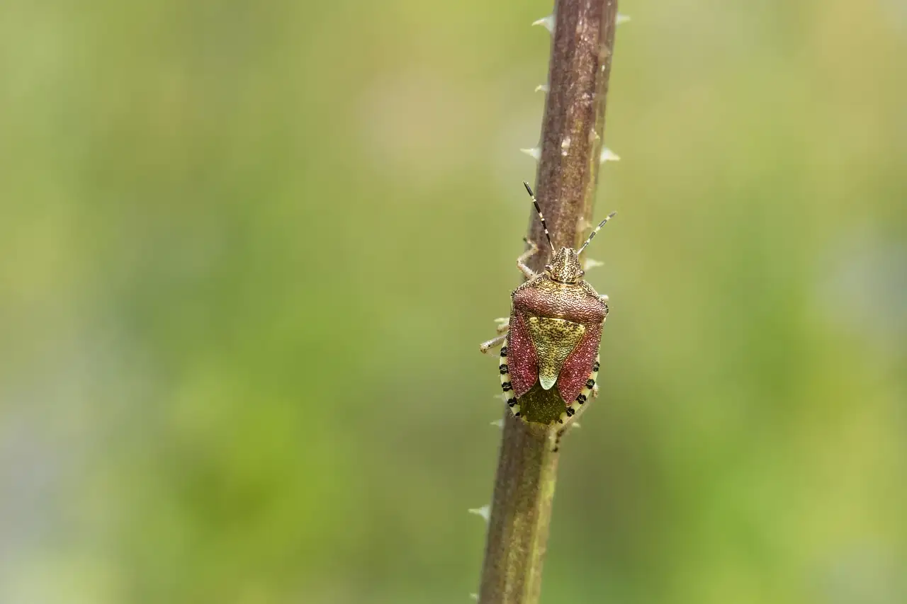 Illustration pour viticulture intuitionlibrecom voyance spiritualité divert