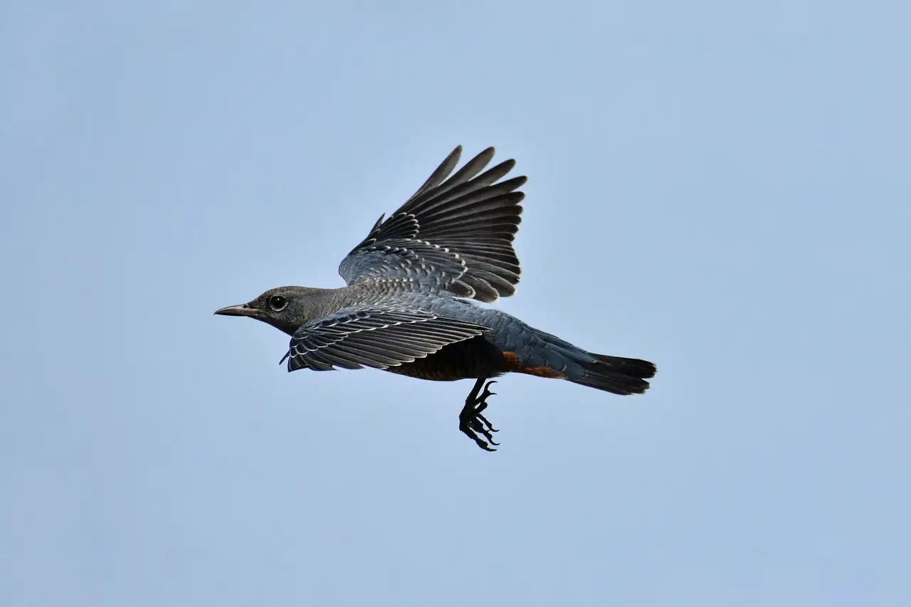 Illustration pour paris hollywood boxer mp056  lingerie sensuelle  confortable