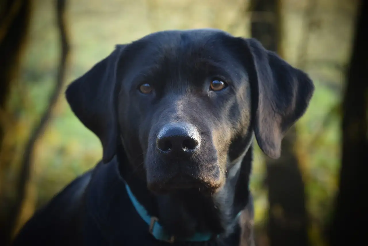 Illustration pour 6x200g kangourou no 107 purrrr catz finefood  nourriture pou