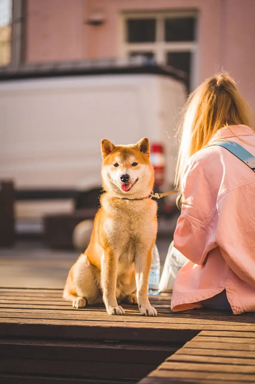 Illustration pour canapé pour chien l110 x l70 x h32 cm wellness divan antique